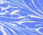 Bow-Front Shift - Stripe